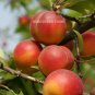 5pcs Victoria Plum fruit Tree Seeds Chinese Plum Japanese Apricot seed vitamin C