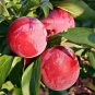 5pcs Victoria Plum fruit Tree Seeds Chinese Plum Japanese Apricot seed vitamin C