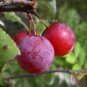 5pcs Victoria Plum fruit Tree Seeds Chinese Plum Japanese Apricot seed vitamin C
