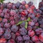 5pcs Victoria Plum fruit Tree Seeds Chinese Plum Japanese Apricot seed vitamin C