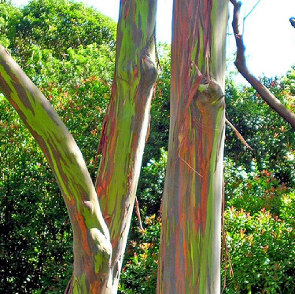 200pcs rare Rainbow Eucalyptus deglupta showy tropical tree seeds for garden