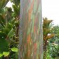200pcs rare Rainbow Eucalyptus deglupta showy tropical tree seeds for garden