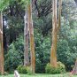 200pcs rare Rainbow Eucalyptus deglupta showy tropical tree seeds for garden