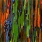 200pcs rare Rainbow Eucalyptus deglupta showy tropical tree seeds for garden