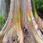 200pcs rare Rainbow Eucalyptus deglupta showy tropical tree seeds for garden