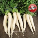 10pcs White Daikon Radish Seeds Big root winter radish seed vegetable non GMO