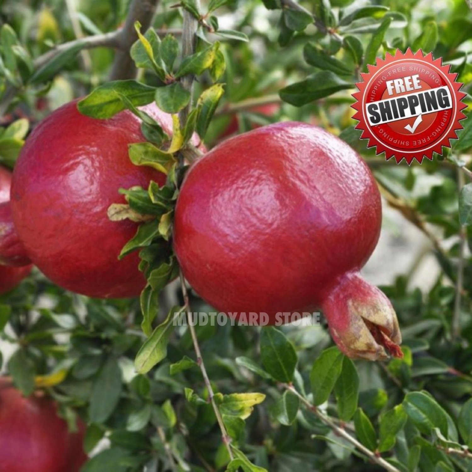 20pcs Tunisia Sweet pomegranate tree seeds Punica granatum seed edible fruitOther Products from mudtoyard (View All)