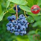 100pcs Blueberry seeds perennial Flower plant Potted Fruit berries seed low fat