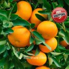 10pcs Tangerine Orange Seeds Chinese Kumquat Citrus fruit seed vitamin C
