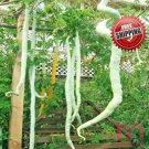 20pcs Snake cucumber melon Long Serpent gourd seed Ornamental vegetables seeds