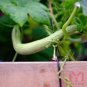 20pcs Snake cucumber melon Long Serpent gourd seed Ornamental vegetables seeds