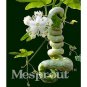 20pcs Snake cucumber melon Long Serpent gourd seed Ornamental vegetables seeds