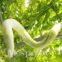 20pcs Snake cucumber melon Long Serpent gourd seed Ornamental vegetables seeds