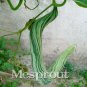 20pcs Snake cucumber melon Long Serpent gourd seed Ornamental vegetables seeds