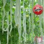 20pcs Snake cucumber melon Long Serpent gourd seed Ornamental vegetables seeds