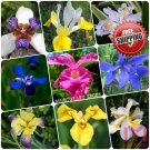 100pcs Mixed Pink Iris seeds bearded iris seed rare bonsai Phalaenopsis Orchid