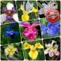 100pcs Mixed Pink Iris seeds bearded iris seed rare bonsai Phalaenopsis Orchid