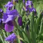 100pcs Mixed Pink Iris seeds bearded iris seed rare bonsai Phalaenopsis Orchid
