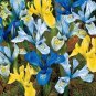 100pcs Mixed Pink Iris seeds bearded iris seed rare bonsai Phalaenopsis Orchid