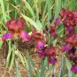 100pcs Mixed Pink Iris seeds bearded iris seed rare bonsai Phalaenopsis Orchid