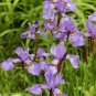 100pcs Mixed Pink Iris seeds bearded iris seed rare bonsai Phalaenopsis Orchid
