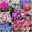 100 Senecio Cruentus Seeds Cineraria Pericallis Dwarf Mix Color Flower Perennial