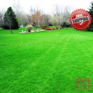 500pcs Grass Seeds Lawn Seeds zoysia Fresh Green Soft Runner Plant Golf field