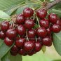 5pcs Sweet Cherry tree seeds Prunus fruit tree seeds Cherries high Vitamin A