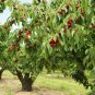 5pcs Sweet Cherry tree seeds Prunus fruit tree seeds Cherries high Vitamin A