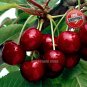 5pcs Sweet Cherry tree seeds Prunus fruit tree seeds Cherries high Vitamin A