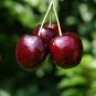 5pcs Sweet Cherry tree seeds Prunus fruit tree seeds Cherries high Vitamin A