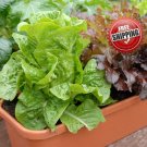 40pcs Italian Green Lettuce Seeds Salad vegetables non GMO Crunchy lettuce seed
