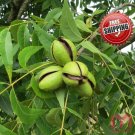 1pcs  Pecan Seed Walnut Tree seeds Carya illinoinensis Grow own nuts