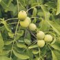 1pcs Pecan Seed Walnut Tree seeds Carya illinoinensis Grow own nuts