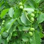 1pcs Pecan Seed Walnut Tree seeds Carya illinoinensis Grow own nuts