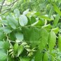 1pcs Pecan Seed Walnut Tree seeds Carya illinoinensis Grow own nuts