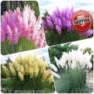 100pcs Purple Pampas Grass Ornamental Plant Flowers Cortaderia Selloana Grass