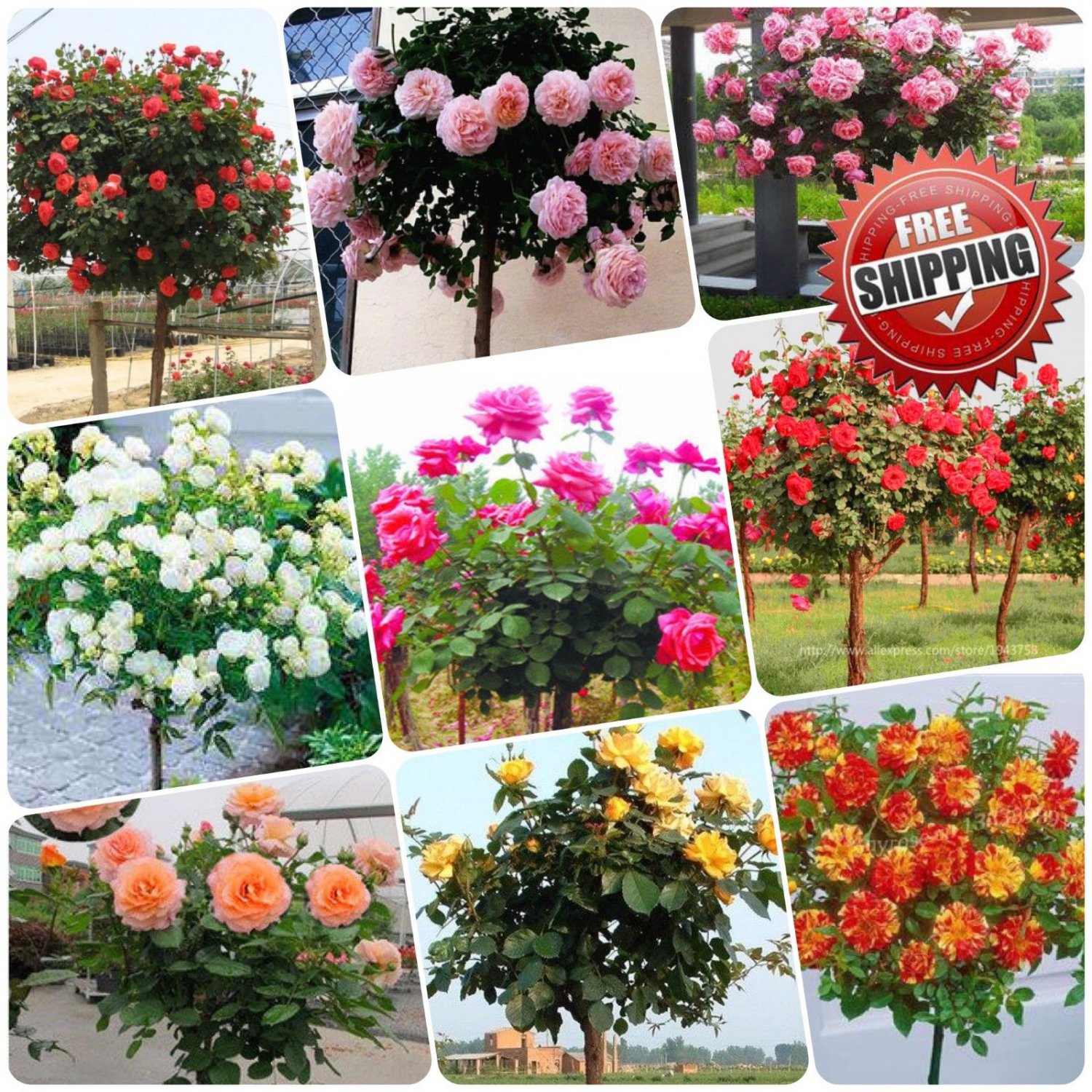 100pcs Rare Tree Roses Seeds bonsai flower seeds English Rose Garden Potted