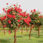 100pcs Rare Tree Roses Seeds bonsai flower seeds English Rose Garden Potted