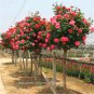 100pcs Rare Tree Roses Seeds bonsai flower seeds English Rose Garden Potted