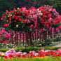 100pcs Rare Tree Roses Seeds bonsai flower seeds English Rose Garden Potted