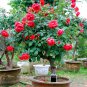 100pcs Rare Tree Roses Seeds bonsai flower seeds English Rose Garden Potted