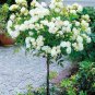 100pcs Rare Tree Roses Seeds bonsai flower seeds English Rose Garden Potted