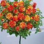 100pcs Rare Tree Roses Seeds bonsai flower seeds English Rose Garden Potted