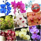 50pcs Purple Yellow Butterfly orchid Seeds Phalaenopsis Moth Orchid Flowers