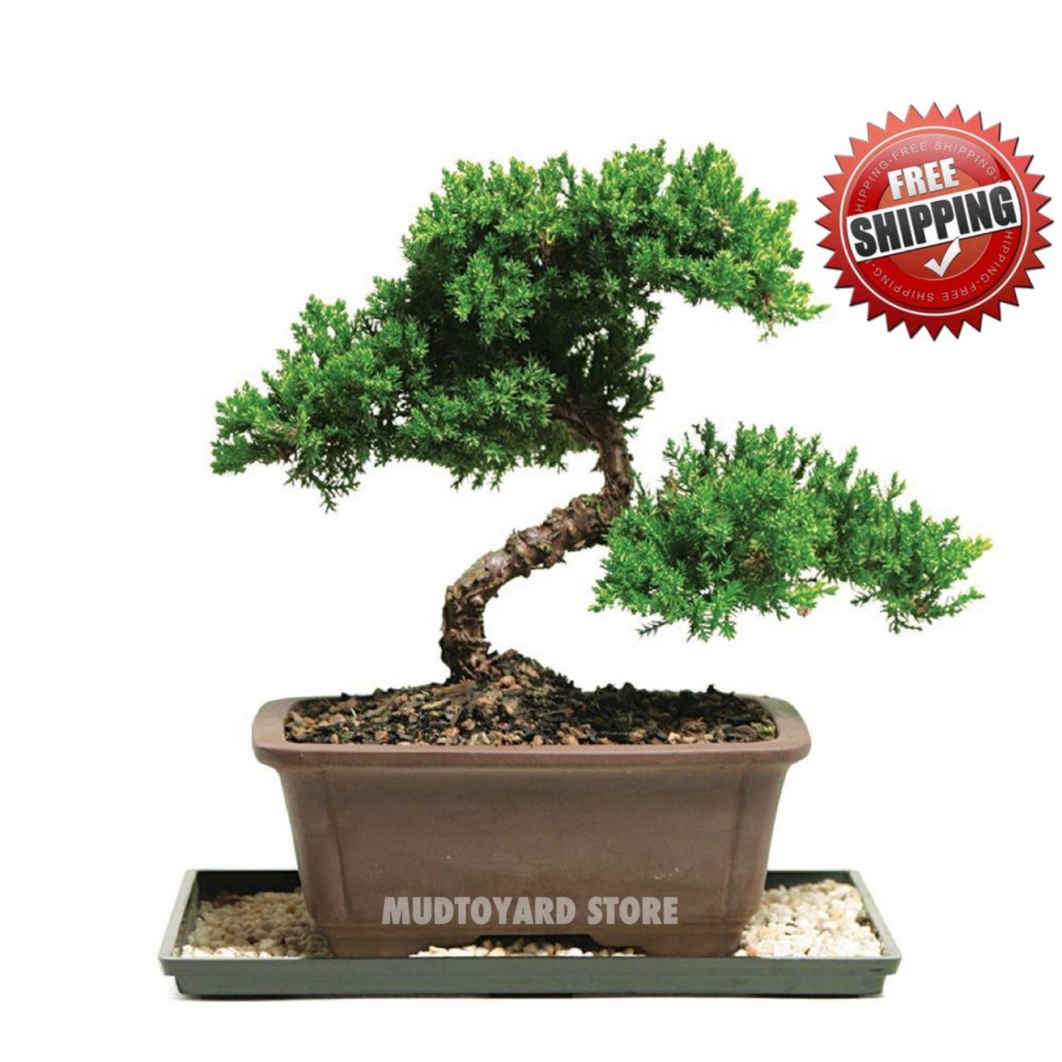 50pc Japanese Juniper Bonsai Tree seeds Juniperus chinensis seed office bonsai