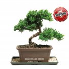 50pc Japanese Juniper Bonsai Tree seeds Juniperus chinensis seed office bonsai
