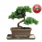 50pc Japanese Juniper Bonsai Tree seeds Juniperus chinensis seed office bonsai