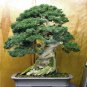 50pc Japanese Juniper Bonsai Tree seeds Juniperus chinensis seed office bonsai