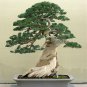 50pc Japanese Juniper Bonsai Tree seeds Juniperus chinensis seed office bonsai